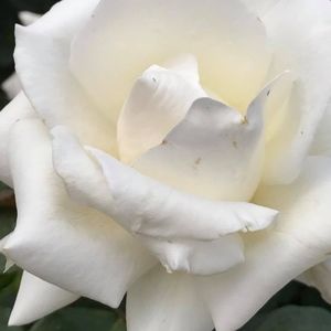 Meet your Posher, Mahnaz